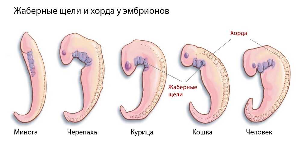 Тип хордовые