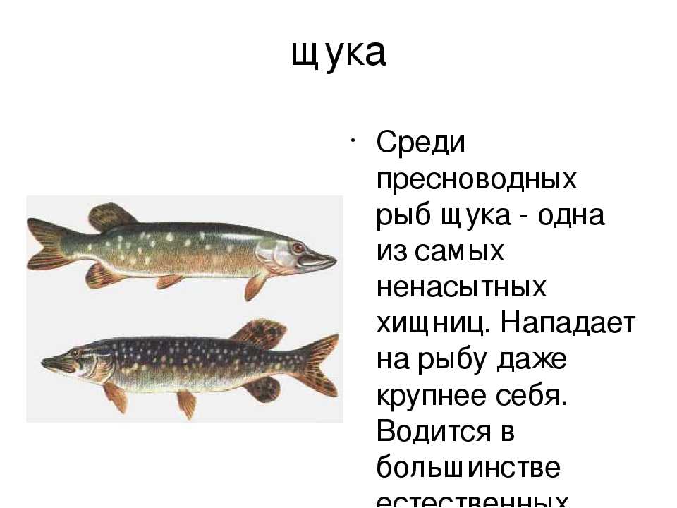 Щука рыба. образ жизни и среда обитания щуки | животный мир