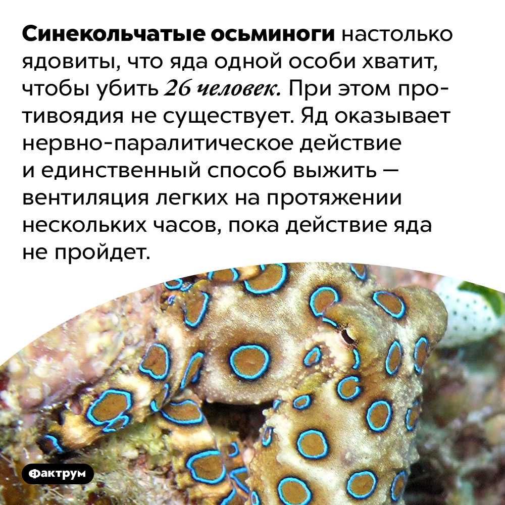 Карликовый убийца – синекольчатый осьминог