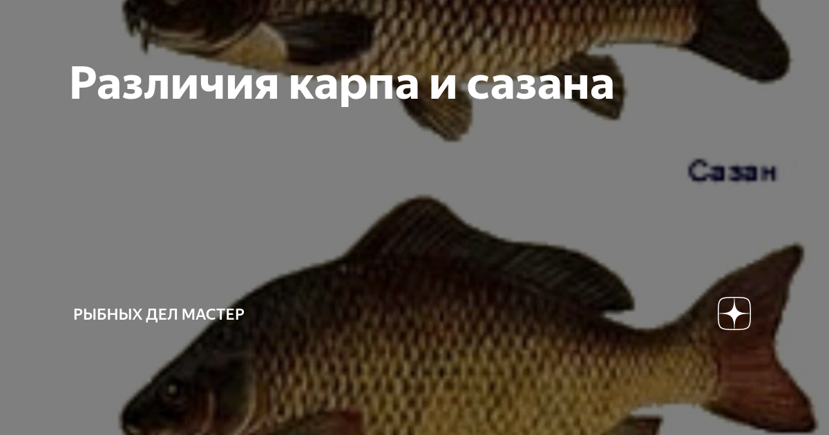 Отличие карпа от сазана