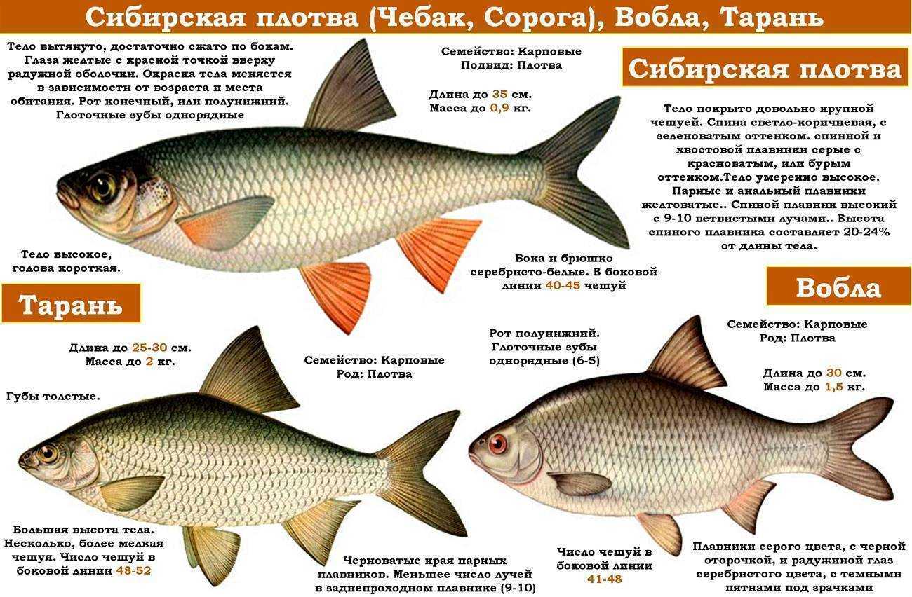 Рыба муксун