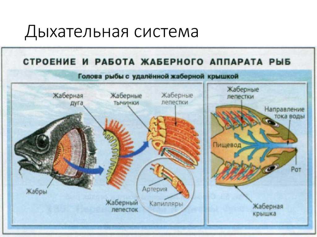 Органы чувств рыб. строение органов зрения, слуха, боковой линии