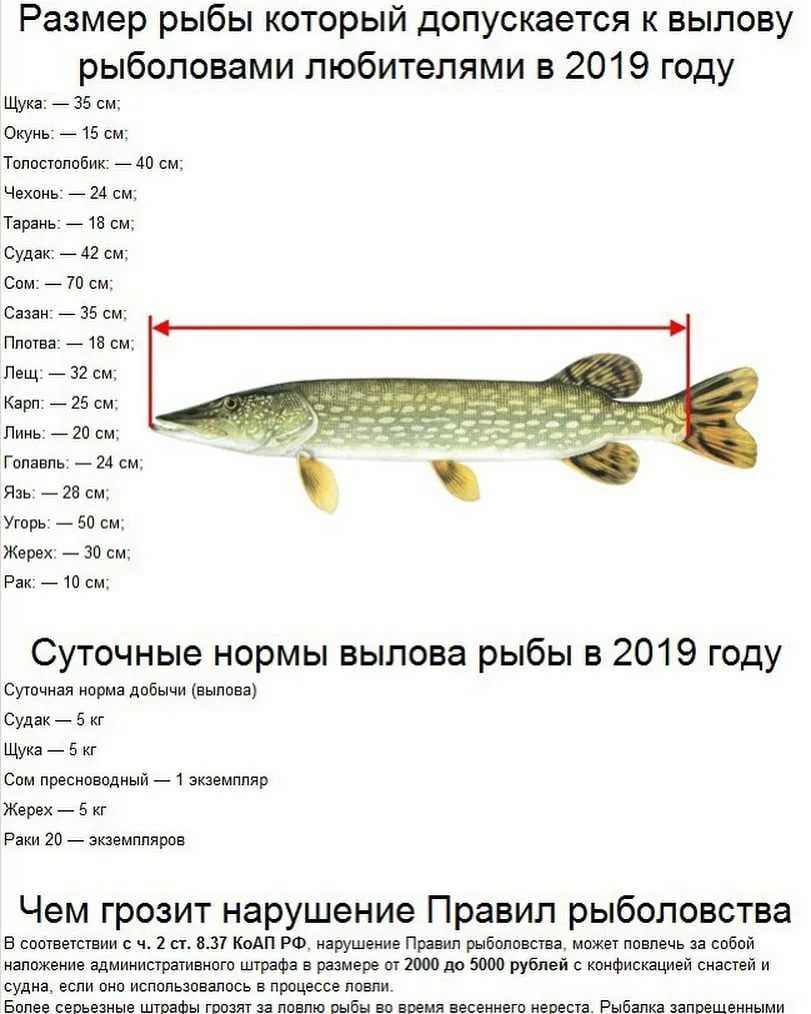Подробное описание и фото щуки: виды и повадки