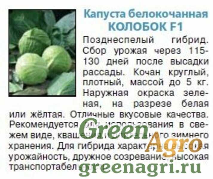Можно ли морскую капусту при беременности Полезные свойства водоросли Показания и противопоказания Способы употребления