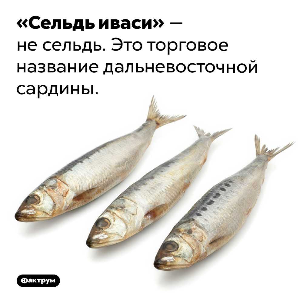 Почему любимая советскими гражданами сельдь иваси исчезала с продажи после распада СССР Как сегодня к этому продукту относятся люди и почему его популярность не восстановилась