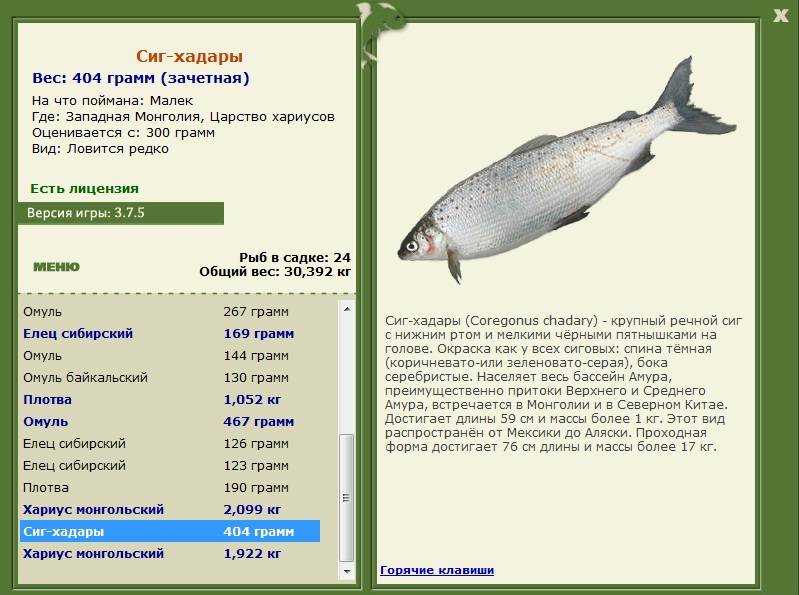 Северная рыба муксун: полезный деликатес