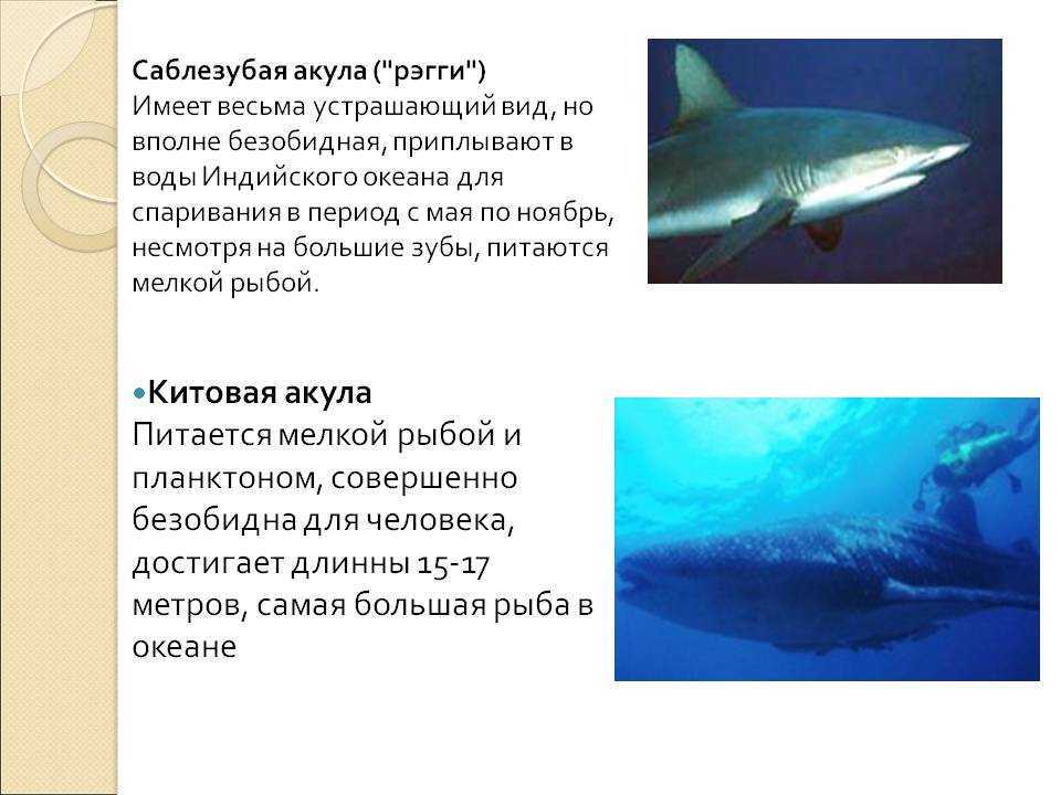 4 жуткие истории нападения акул, после которых не хочется заходить в воду | brave defender