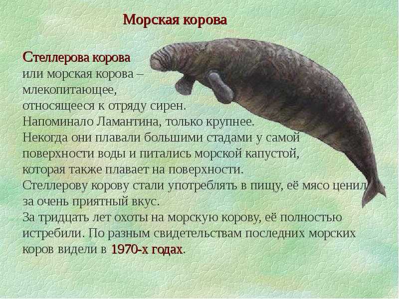 Стеллерова корова