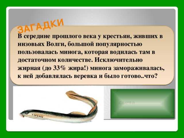 Рыба минога: как выглядит, взаимоотношения, где обитает
