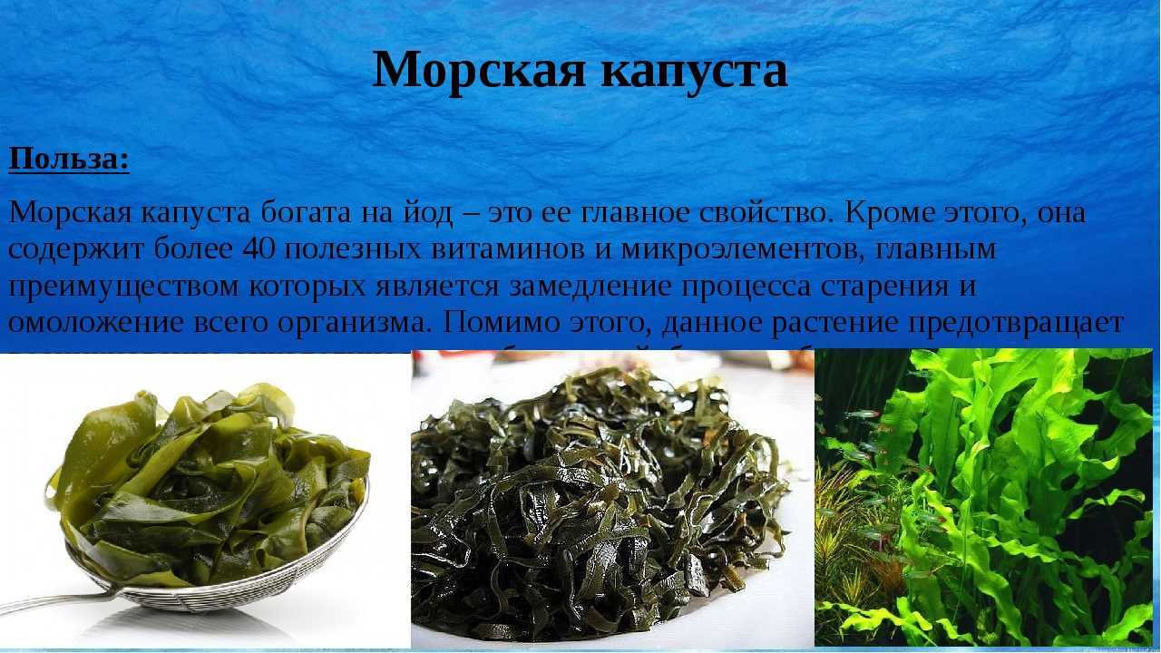 Морская капуста: польза и вред для здоровья человека, противопоказания