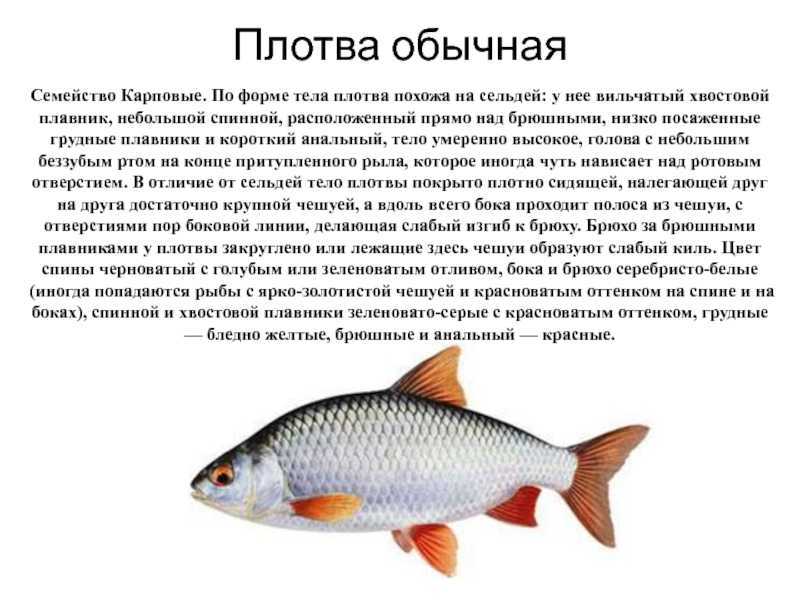 ✅ плотва и вобла отличия - https://xn----7sbeepoxlghbuicp1mg.xn--p1ai/