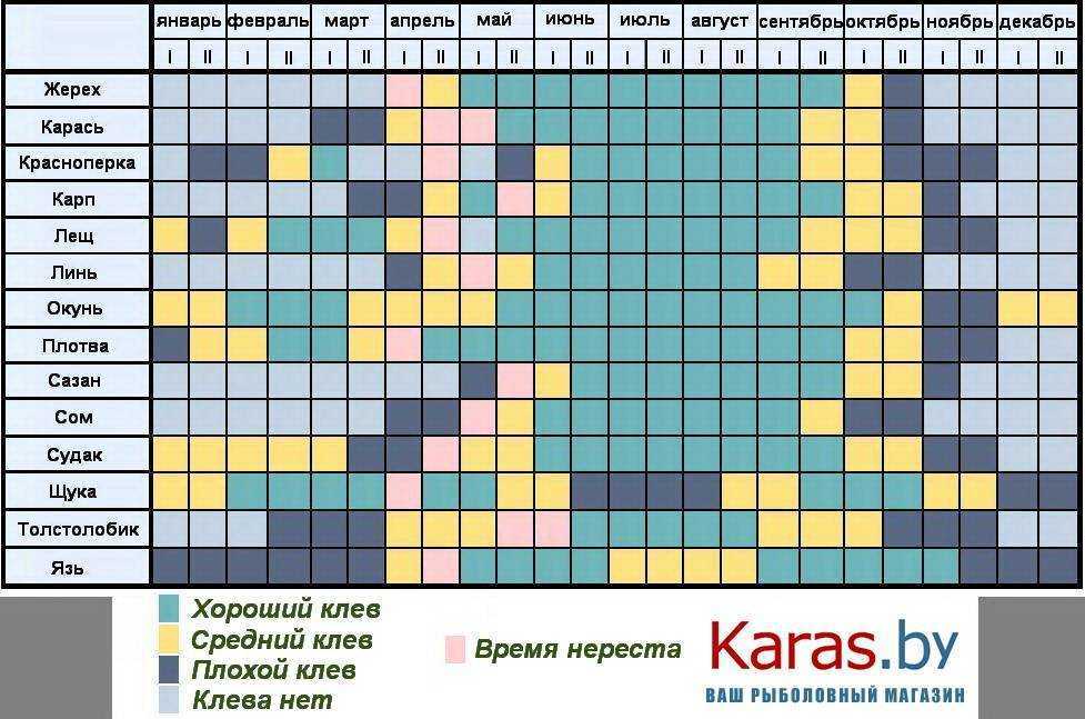 Серебряный карась: внешний вид, питание и нерест рыбы
