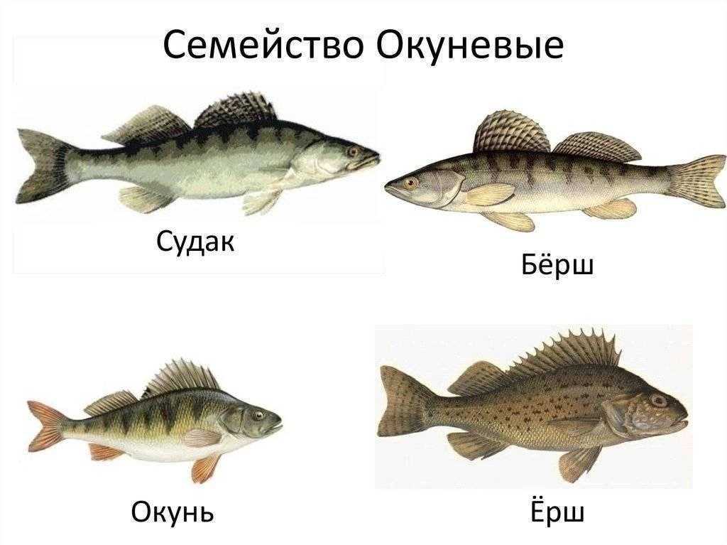 Берш и судак: в чем отличия, что это за рыба