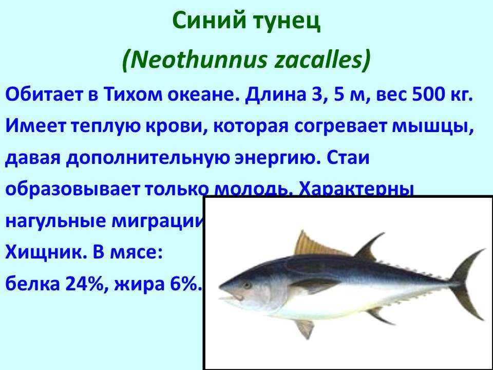 Что такое макрелевый тунец Описание вида В чем разница между макрелью и тунцом