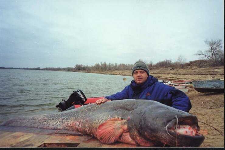 Африканский сом польза и вред