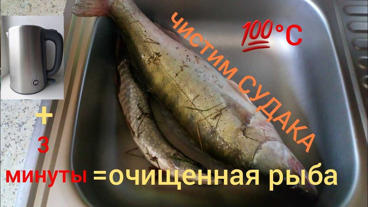 Как акуратно почистить судака