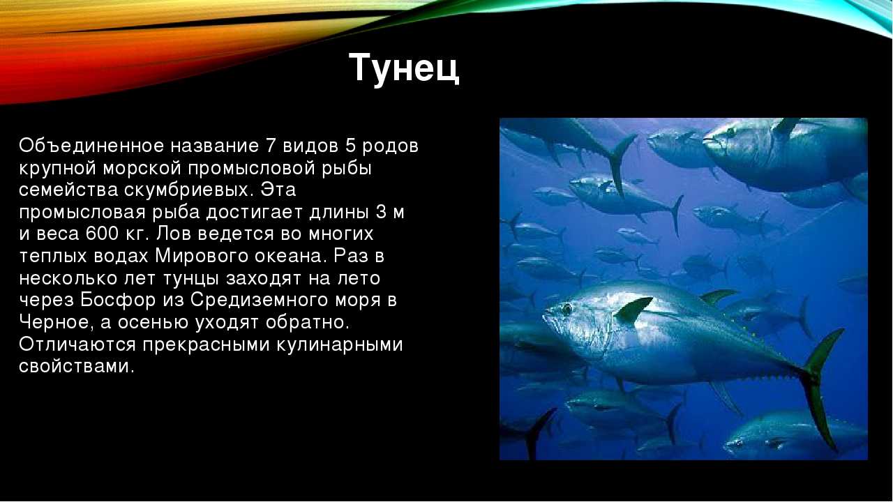 Тунец рыба. описание, особенности, виды, образ жизни и среда обитания тунца | живность.ру