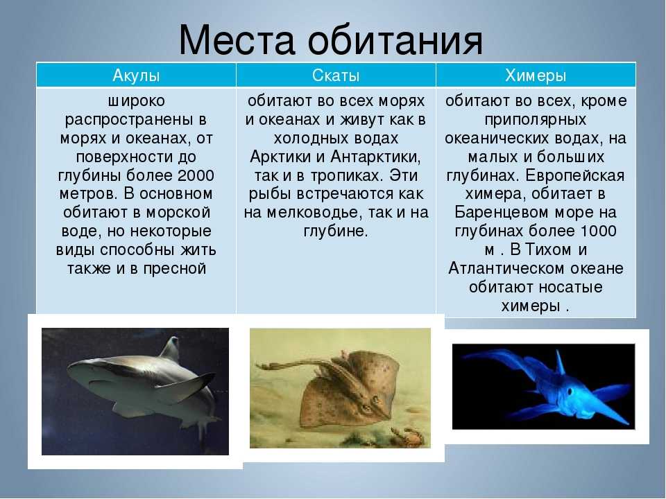 Топ-10 самых кровожадных 🌴 хищников морей и океанов 🌊