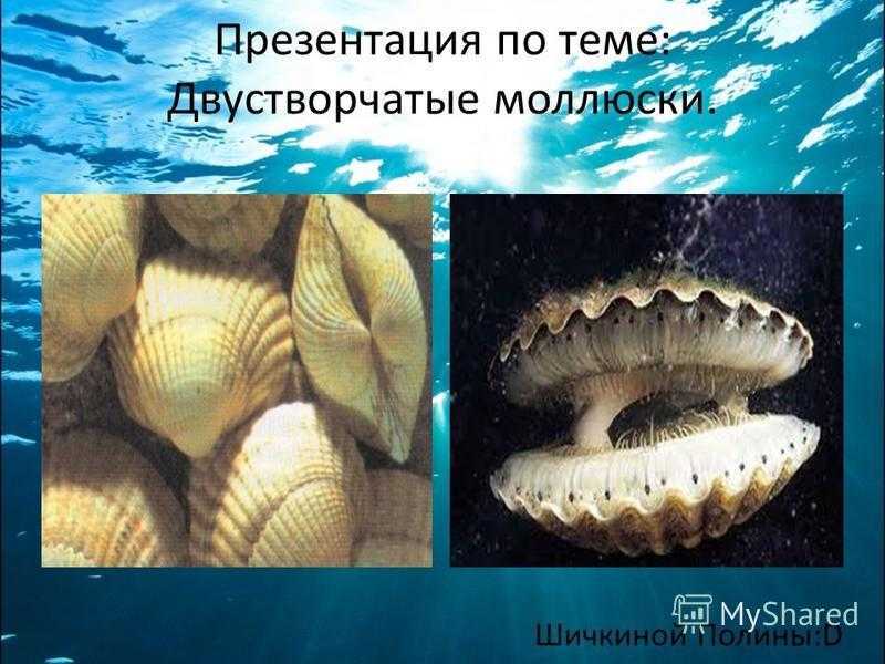 Строение и биологическое значение двустворчатых моллюсков - tarologiay.ru