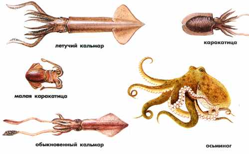 Кальмар и осьминог: отличие и есть ли разница, сравнение моллюсков