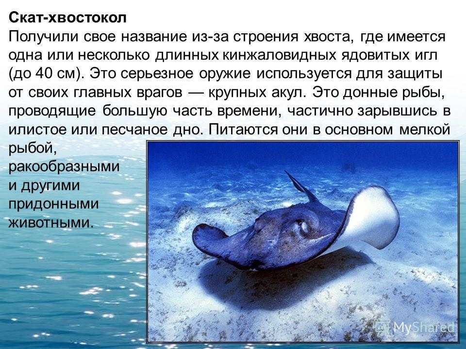 Электрический скат и угорь: описание и сравнение