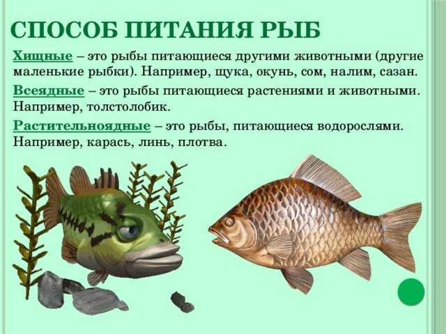 Как и сколько кормить аквариумных рыбок? чем кормить?