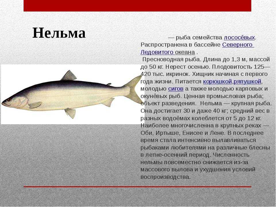 Нельма: описание, распространение, образ жизни и способ ловли - fishingwiki