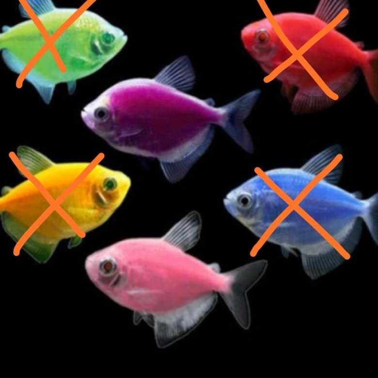 Светящиеся (флуоресцентные) аквариумные рыбки. glofish