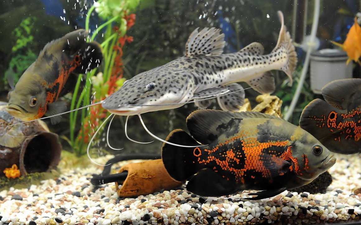 Анабас: особенности рыбки, содержание, питание и разведение