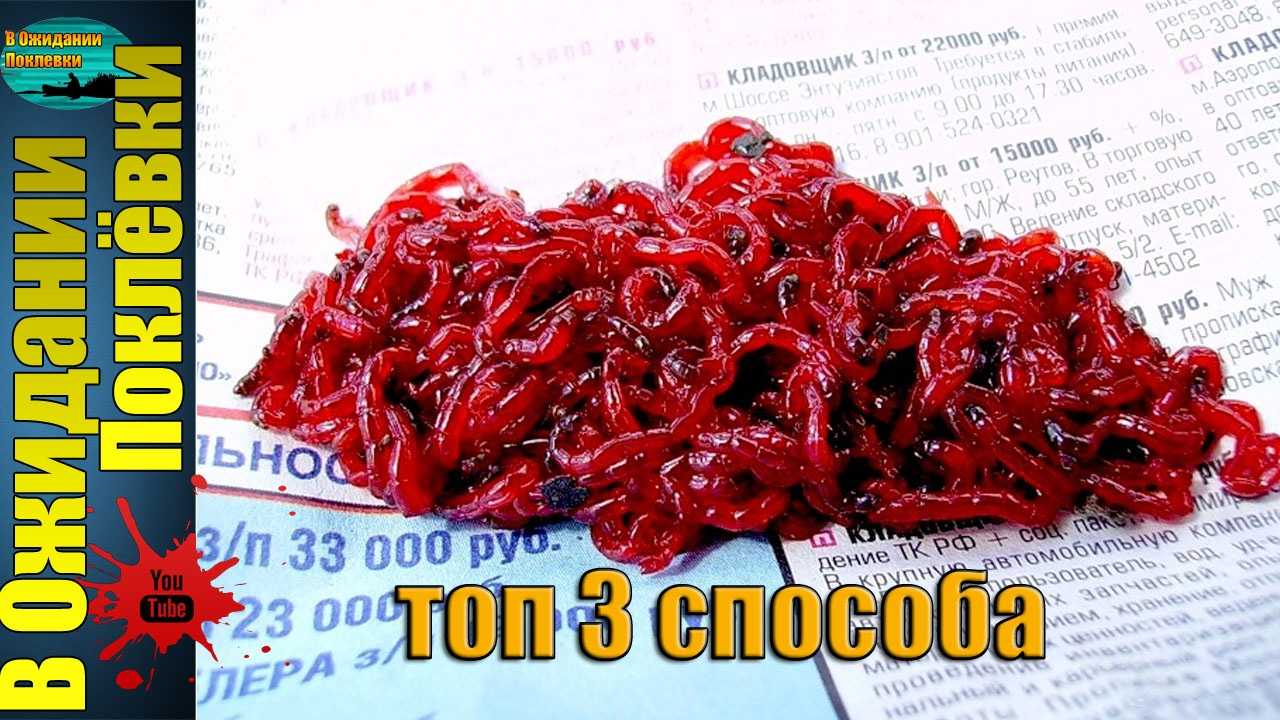 Как сохранить живцов между рыбалками - спортивное рыболовство