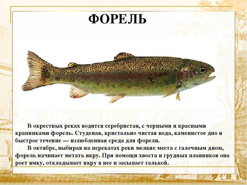 Форель: речные и морские виды, распространение в мире и в россии, основные характеристики