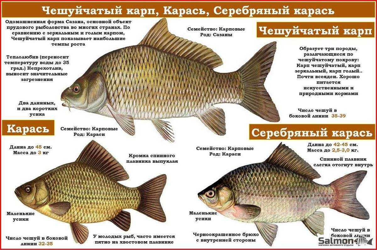 Какие рыбы относятся к семейству карповых | ловля карпа | рыболовные статьи и литература