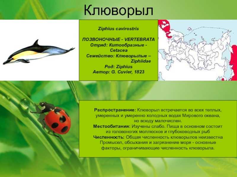 Клюворылы – китообразные из красной книги | энимал ридер