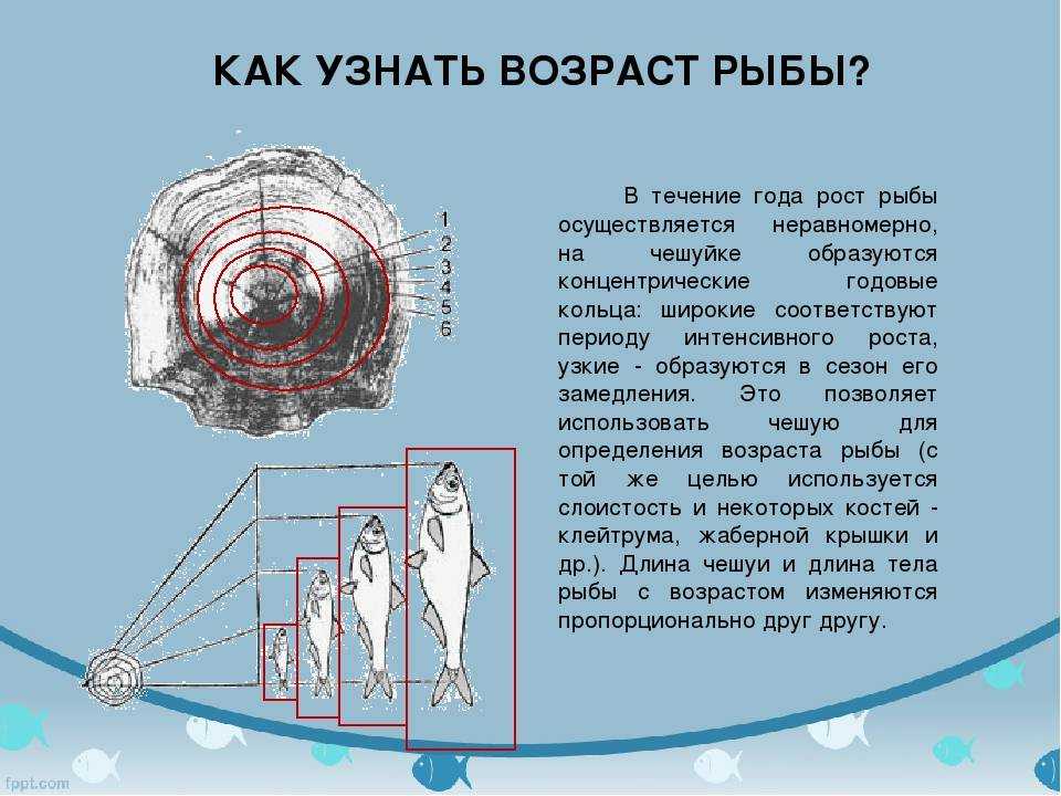 Животные долгожители — самые возрастные обитатели земли