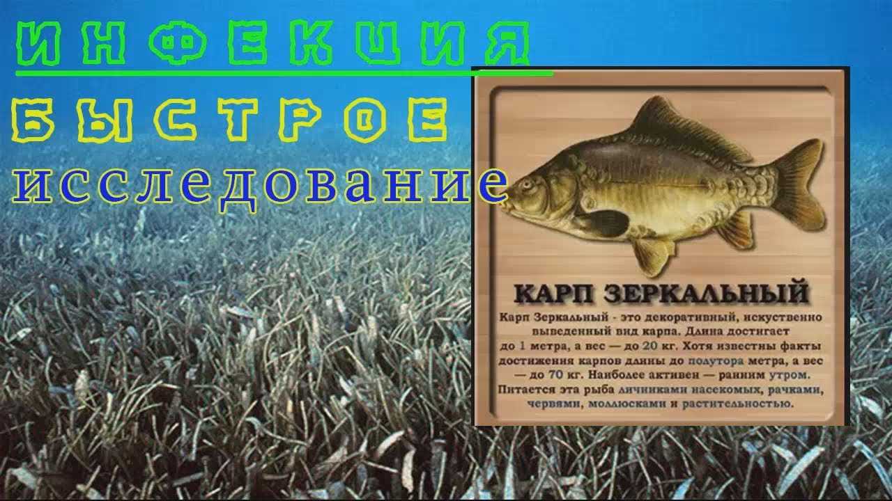 Как отличить карпа/сазана от карася: сходство и различия