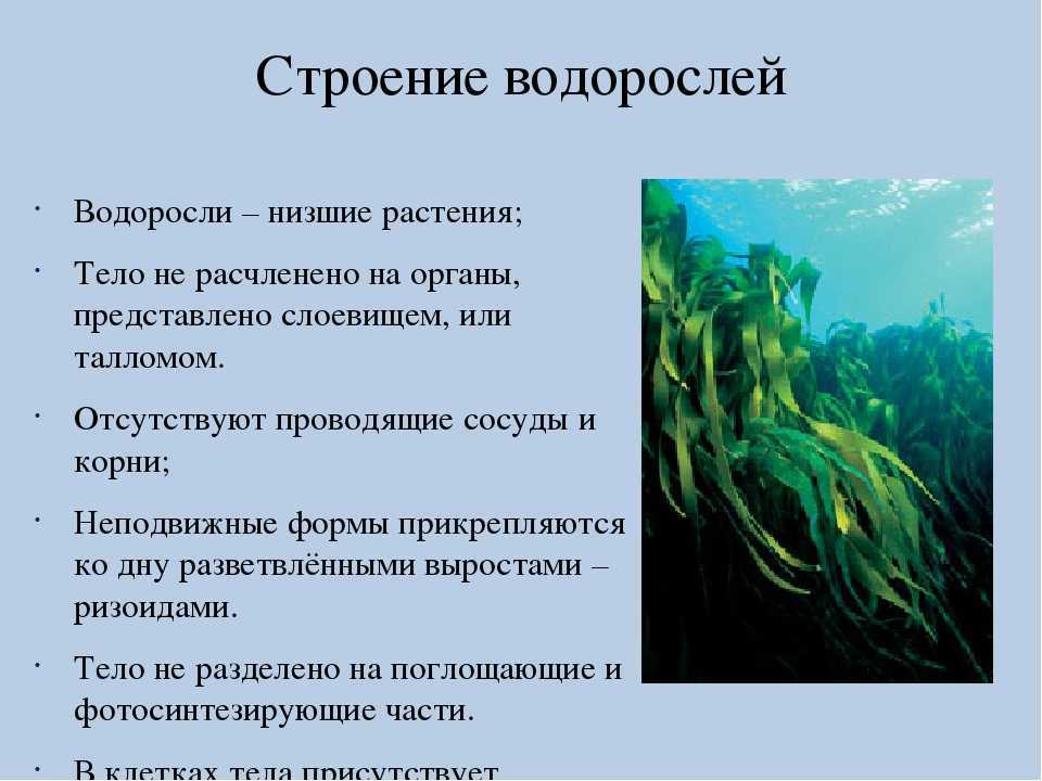 Чем полезны водоросли: состав, свойства, как применяются
