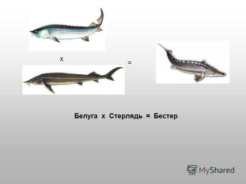 Подделки черной икры | как проверить черную икру и отличить от подделки