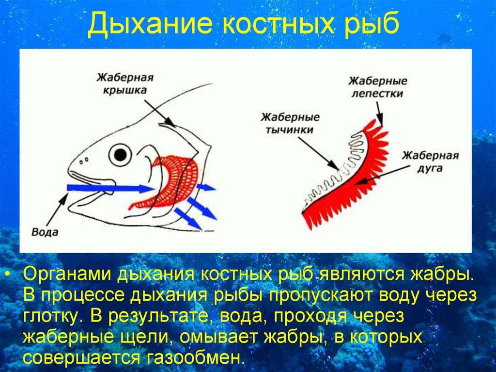 Окунь: внешний вид, фото, особенности, интересные факты, среда обитания
