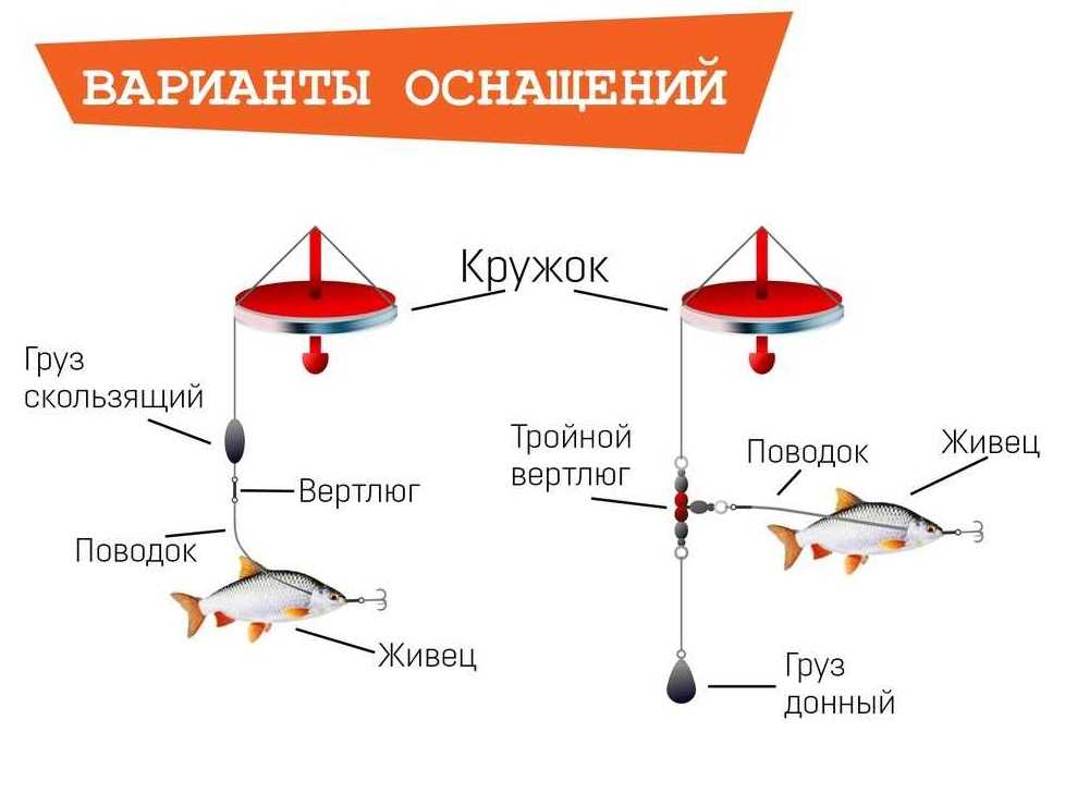 Ловля осенью на живца: как поймать щуку, окуня и судака на живца