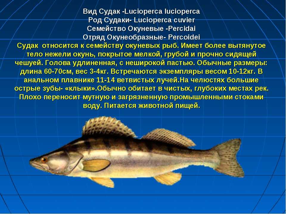 Улов