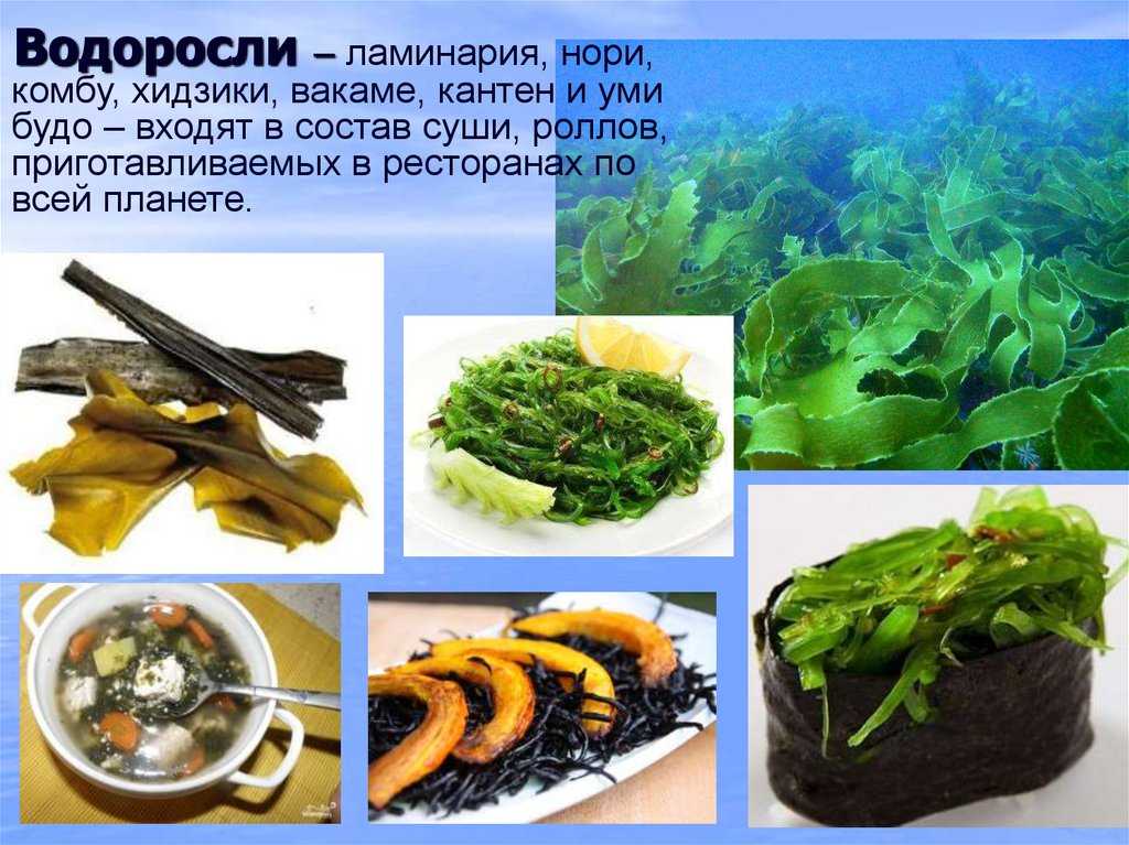 Водоросли нори — химический состав, пищевая ценность, бжу