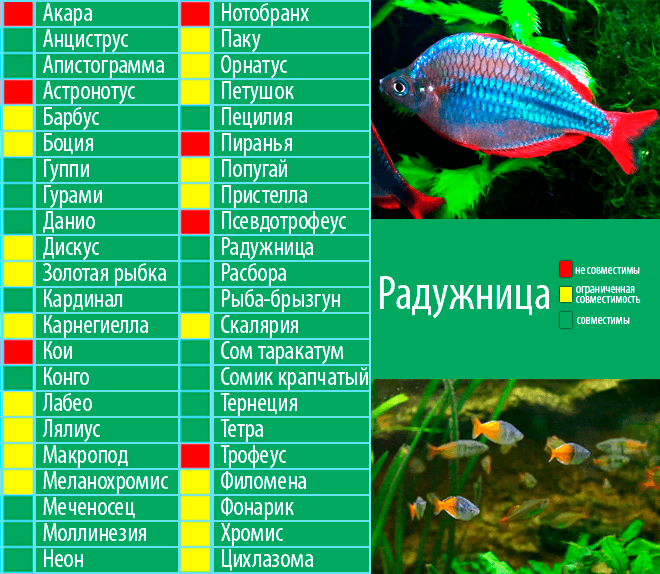 Рыба доллар, метиннис в точку