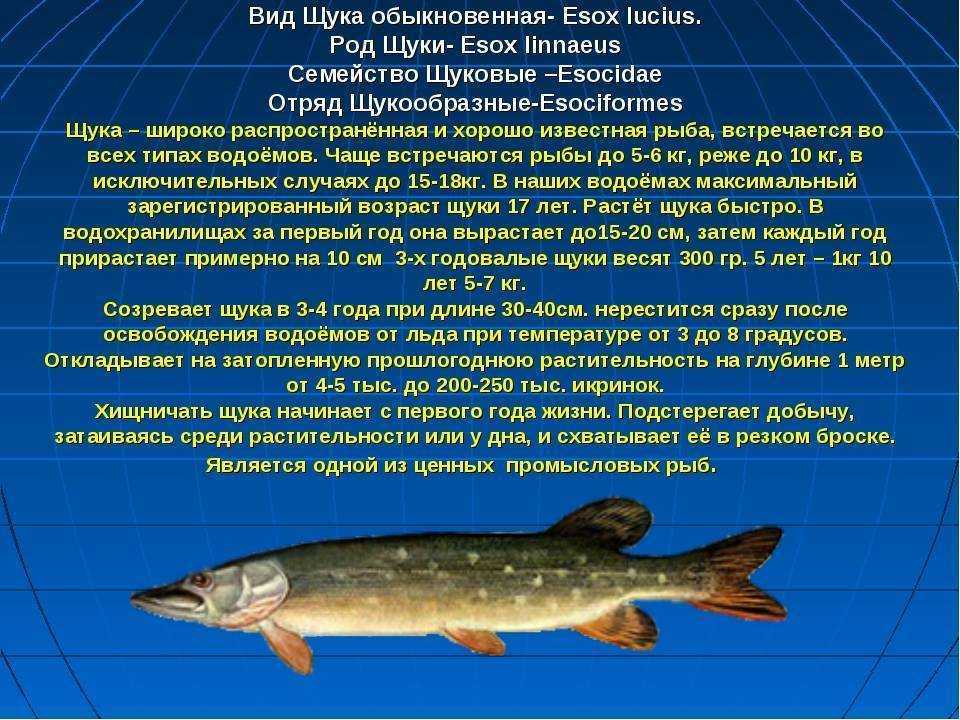Чем питается щука и другие особенности рыбы