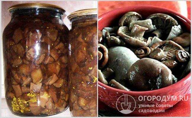 Можно ли мариновать свинушки на зиму. простые рецепты маринованных свинушек