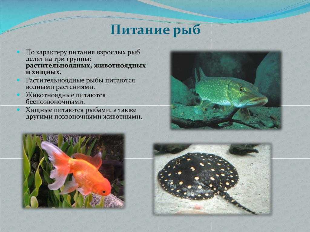 Кормление прудовой рыбы: корм, приспособления, опыт, практика