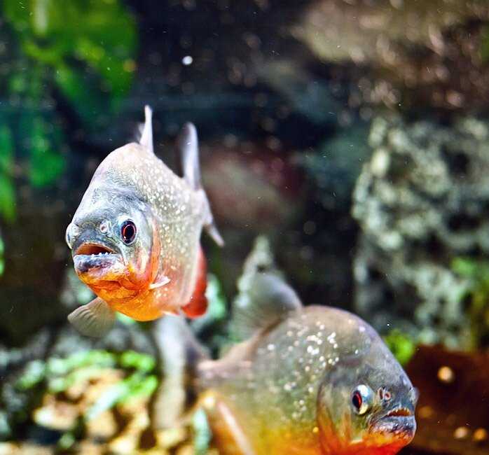 Метиннис серебряный доллар (metynnis argenteus)