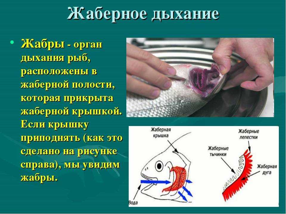 Как дышат рыбы