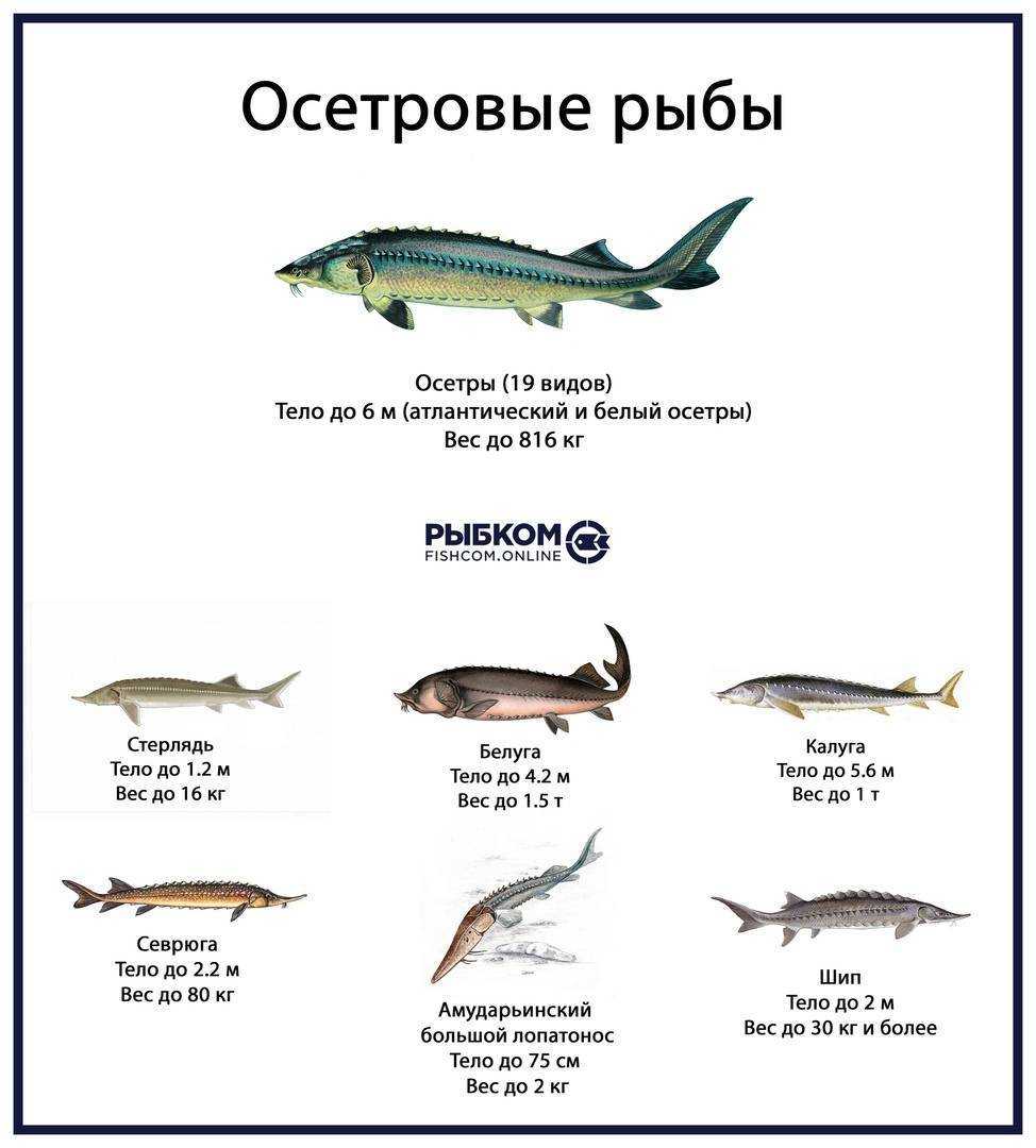 Самый большой осетр в мире