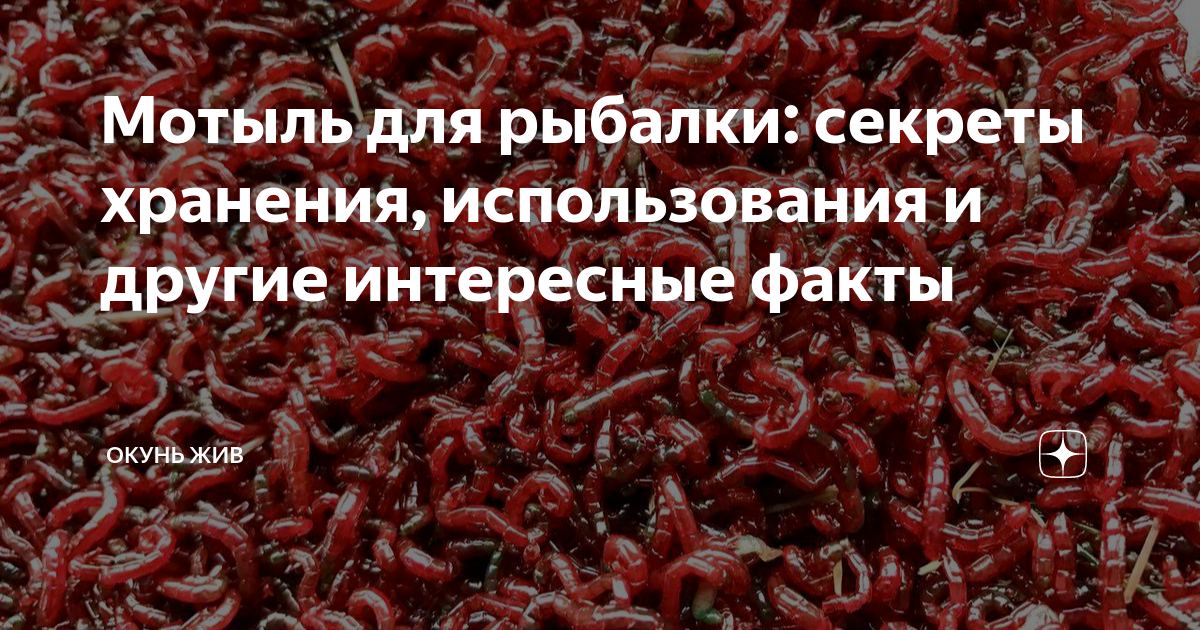 Как хранить мотыля: хранение в домашних условиях и на рыбалке