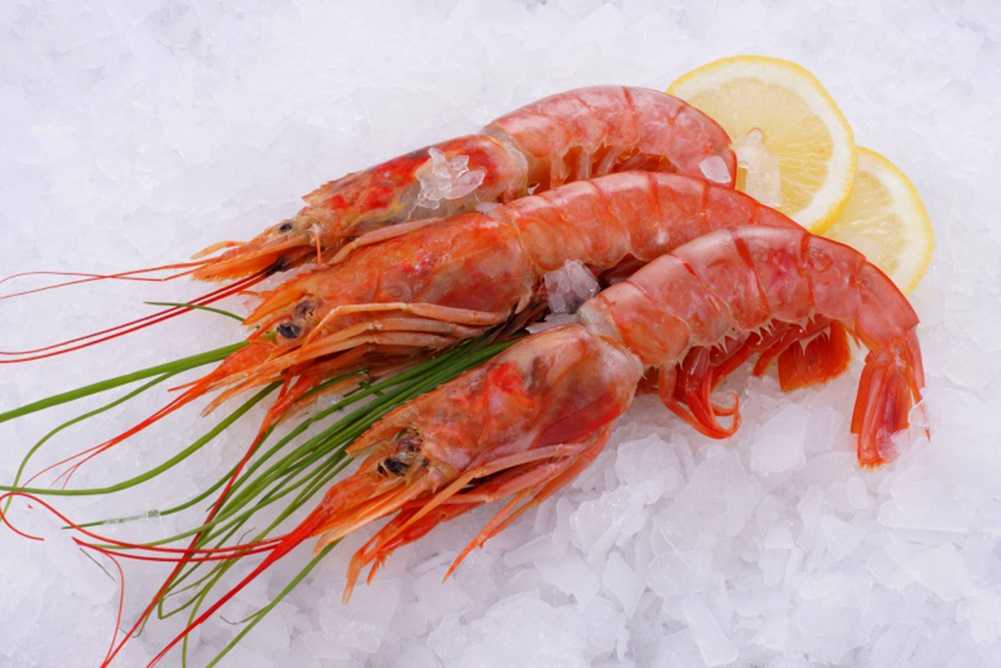 Лангустины в море. лангуст. отличия от креветки